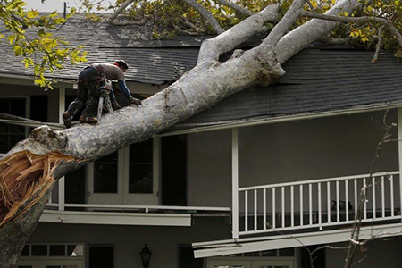 Public Adjusters Associates - Residential Falling Tree