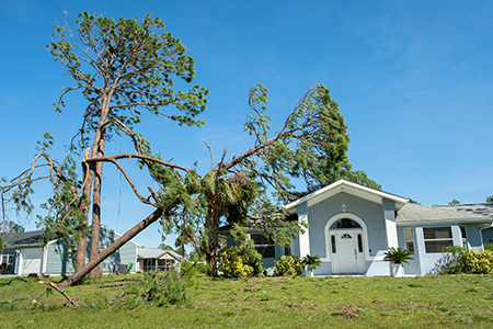 Public Adjusters Associates -Commercial Falling Tree Image 1