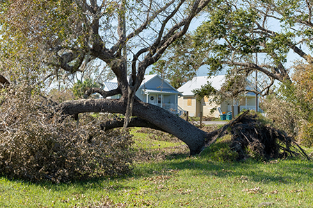 Public Adjusters Associates - Residential Falling Tree